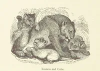 An illustration from The Land of the Lion; or, Adventures among the wild animals of Africa. With ... illustrations (1876)