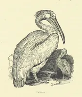 An illustration from The Land of the Lion; or, Adventures among the wild animals of Africa. With ... illustrations (1876)
