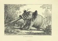 An illustration from The Land of the Lion; or, Adventures among the wild animals of Africa. With ... illustrations (1876)
