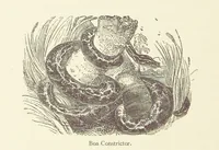 An illustration from The Land of the Lion; or, Adventures among the wild animals of Africa. With ... illustrations (1876)