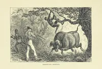 An illustration from The Land of the Lion; or, Adventures among the wild animals of Africa. With ... illustrations (1876)