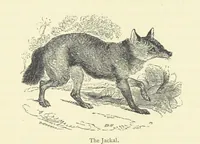 An illustration from The Land of the Lion; or, Adventures among the wild animals of Africa. With ... illustrations (1876)
