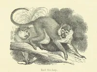 An illustration from The Land of the Lion; or, Adventures among the wild animals of Africa. With ... illustrations (1876)