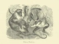 An illustration from The Land of the Lion; or, Adventures among the wild animals of Africa. With ... illustrations (1876)