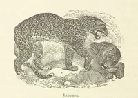 An illustration from The Land of the Lion; or, Adventures among the wild animals of Africa. With ... illustrations (1876)