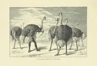 An illustration from The Land of the Lion; or, Adventures among the wild animals of Africa. With ... illustrations (1876)