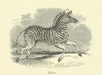 An illustration from The Land of the Lion; or, Adventures among the wild animals of Africa. With ... illustrations (1876)