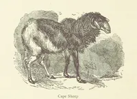 An illustration from The Land of the Lion; or, Adventures among the wild animals of Africa. With ... illustrations (1876)