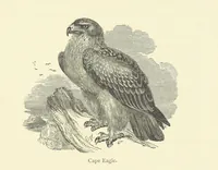 An illustration from The Land of the Lion; or, Adventures among the wild animals of Africa. With ... illustrations (1876)