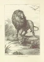An illustration from The Land of the Lion; or, Adventures among the wild animals of Africa. With ... illustrations (1876)