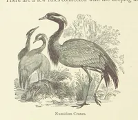 An illustration from The Land of the Lion; or, Adventures among the wild animals of Africa. With ... illustrations (1876)