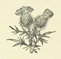 An illustration from Saved by a Secret. A story of Siberian exile and adventure (1892)
