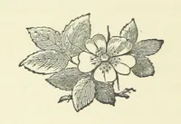 An illustration from Saved by a Secret. A story of Siberian exile and adventure (1892)