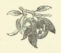 An illustration from Saved by a Secret. A story of Siberian exile and adventure (1892)