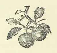 An illustration from Saved by a Secret. A story of Siberian exile and adventure (1892)