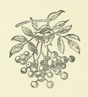 An illustration from Saved by a Secret. A story of Siberian exile and adventure (1892)