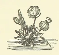 An illustration from Saved by a Secret. A story of Siberian exile and adventure (1892)