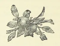 An illustration from Saved by a Secret. A story of Siberian exile and adventure (1892)