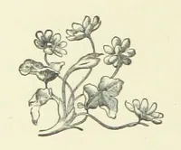 An illustration from Saved by a Secret. A story of Siberian exile and adventure (1892)