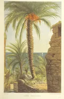 An illustration from The Riviera: pen and pencil sketches from Cannes to Genoa ... With ... chromo-lithographic illustrations ... from drawings by the author (1870)