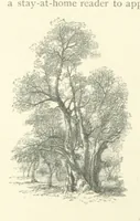 An illustration from The Riviera: pen and pencil sketches from Cannes to Genoa ... With ... chromo-lithographic illustrations ... from drawings by the author (1870)