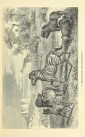 An illustration from The Okavango River: a narrative of travel, exploration, and adventure ... With numerous illustrations (1861)