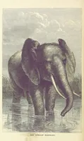 An illustration from The Okavango River: a narrative of travel, exploration, and adventure ... With numerous illustrations (1861)