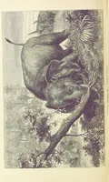 An illustration from The Okavango River: a narrative of travel, exploration, and adventure ... With numerous illustrations (1861)