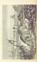 An illustration from The Okavango River: a narrative of travel, exploration, and adventure ... With numerous illustrations (1861)
