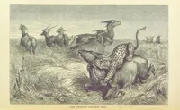 Picture 13 of 17 from The Okavango River: a narrative of travel, exploration, and adventure ... With numerous illustrations (1861), leaf 262