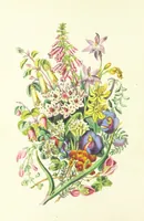 An illustration from Bush Flowers from Australia. By a daughter of the soil, author of “Woman's Worth.” (1866)
