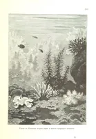 An illustration from Az Osztrák-Magyar Monarchia irásban és képben. Rudolf trónörökös főherczeg Ő ... fensége kezdeményezéséből és közremunkálásával. (Die deutsche Ausgabe redigirt ... J. von Weilen, die ungarische M. Jókai.) Hung (1885)