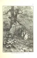 An illustration from Az Osztrák-Magyar Monarchia irásban és képben. Rudolf trónörökös főherczeg Ő ... fensége kezdeményezéséből és közremunkálásával. (Die deutsche Ausgabe redigirt ... J. von Weilen, die ungarische M. Jókai.) Hung (1885)