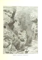 An illustration from Az Osztrák-Magyar Monarchia irásban és képben. Rudolf trónörökös főherczeg Ő ... fensége kezdeményezéséből és közremunkálásával. (Die deutsche Ausgabe redigirt ... J. von Weilen, die ungarische M. Jókai.) Hung (1885)
