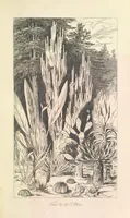 Picture 9 of 43 from A Narrative of a Visit to the Mauritius and South Africa ... Illustrated by two maps, sixteen etchings and twenty-eight wood-cuts (1844), leaf 259