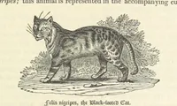 An illustration from A Narrative of a Visit to the Mauritius and South Africa ... Illustrated by two maps, sixteen etchings and twenty-eight wood-cuts (1844)