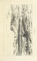 An illustration from A Narrative of a Visit to the Mauritius and South Africa ... Illustrated by two maps, sixteen etchings and twenty-eight wood-cuts (1844)