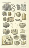 An illustration from Figures of Characteristic British Fossils: with descriptive remarks. vol. 1. Palæozoic (1867)