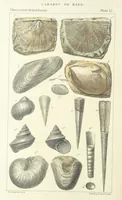 An illustration from Figures of Characteristic British Fossils: with descriptive remarks. vol. 1. Palæozoic (1867)