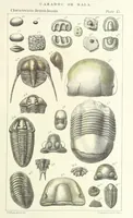 Picture 26 of 63 from Figures of Characteristic British Fossils: with descriptive remarks. vol. 1. Palæozoic (1867), leaf 117