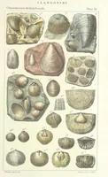 An illustration from Figures of Characteristic British Fossils: with descriptive remarks. vol. 1. Palæozoic (1867)