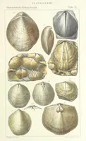 An illustration from Figures of Characteristic British Fossils: with descriptive remarks. vol. 1. Palæozoic (1867)