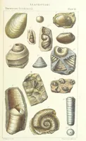An illustration from Figures of Characteristic British Fossils: with descriptive remarks. vol. 1. Palæozoic (1867)