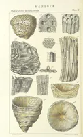 An illustration from Figures of Characteristic British Fossils: with descriptive remarks. vol. 1. Palæozoic (1867)