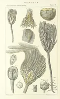 An illustration from Figures of Characteristic British Fossils: with descriptive remarks. vol. 1. Palæozoic (1867)