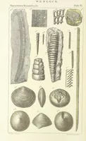 An illustration from Figures of Characteristic British Fossils: with descriptive remarks. vol. 1. Palæozoic (1867)
