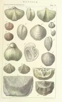 An illustration from Figures of Characteristic British Fossils: with descriptive remarks. vol. 1. Palæozoic (1867)