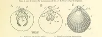 An illustration from Figures of Characteristic British Fossils: with descriptive remarks. vol. 1. Palæozoic (1867)
