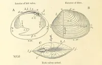 An illustration from Figures of Characteristic British Fossils: with descriptive remarks. vol. 1. Palæozoic (1867)