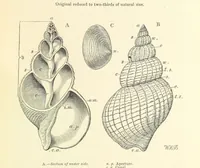 An illustration from Figures of Characteristic British Fossils: with descriptive remarks. vol. 1. Palæozoic (1867)